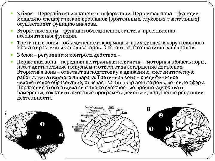 Первичные зоны мозга. Первичные вторичные и третичные поля головного мозга. Первичные вторичные и третичные корковые поля. Функции третичных полей коры головного мозга.