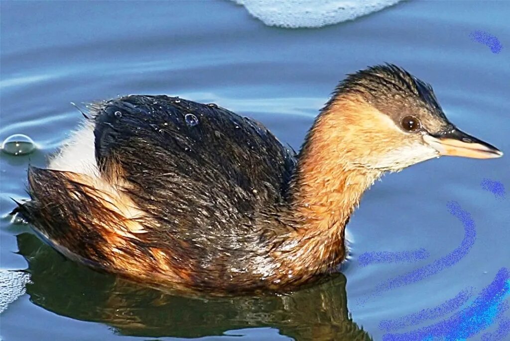 Малая поганка водоплавающая. Водоплавающие птицы малая поганка. Чомга малая поганка. Малая поганка Podiceps ruficollis (Pallas, 1764). Маленькая поганка