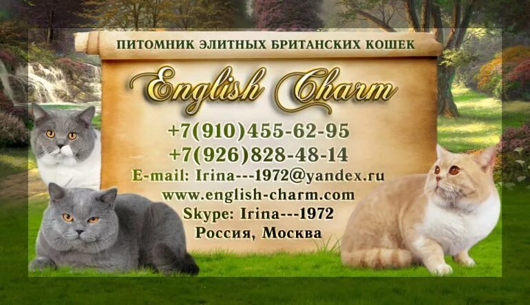 Питомник кошек отзывы. Кот британец питомники. Питомник британских кошек. Заводчики кошек. Питомник кошек отзывы.