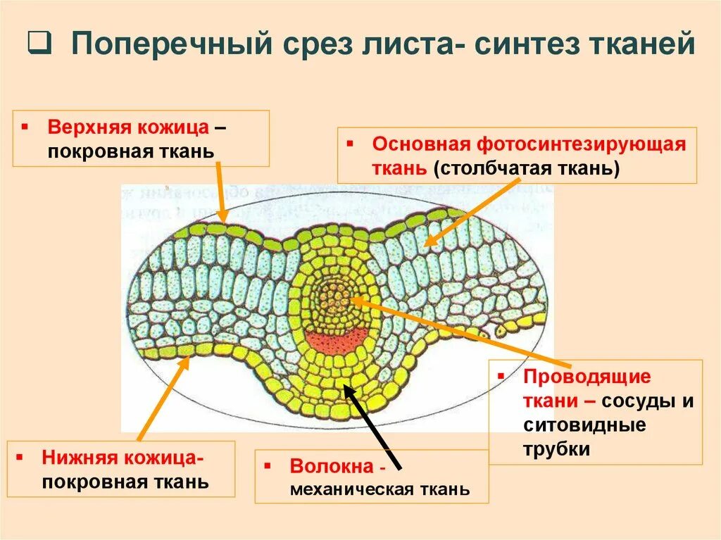 Ткани растений 6 класс биология покровная ткань фотосинтезирующая. Фотосинтезирующая ткань поперечный среза листовой пластинки. Фотосинтезирующая ткань растений строение. Ткани растений поперечный срез листа.