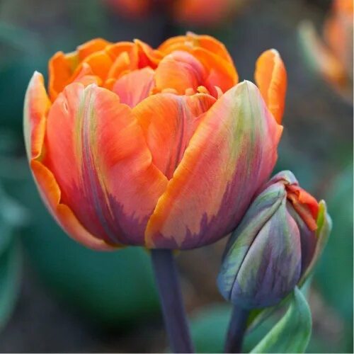 Tulip 'Orange Princess' bulbs - Buy online at Farmer Gracy UK