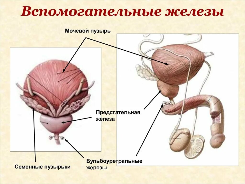 Бульбоуретральная железа у мужчин