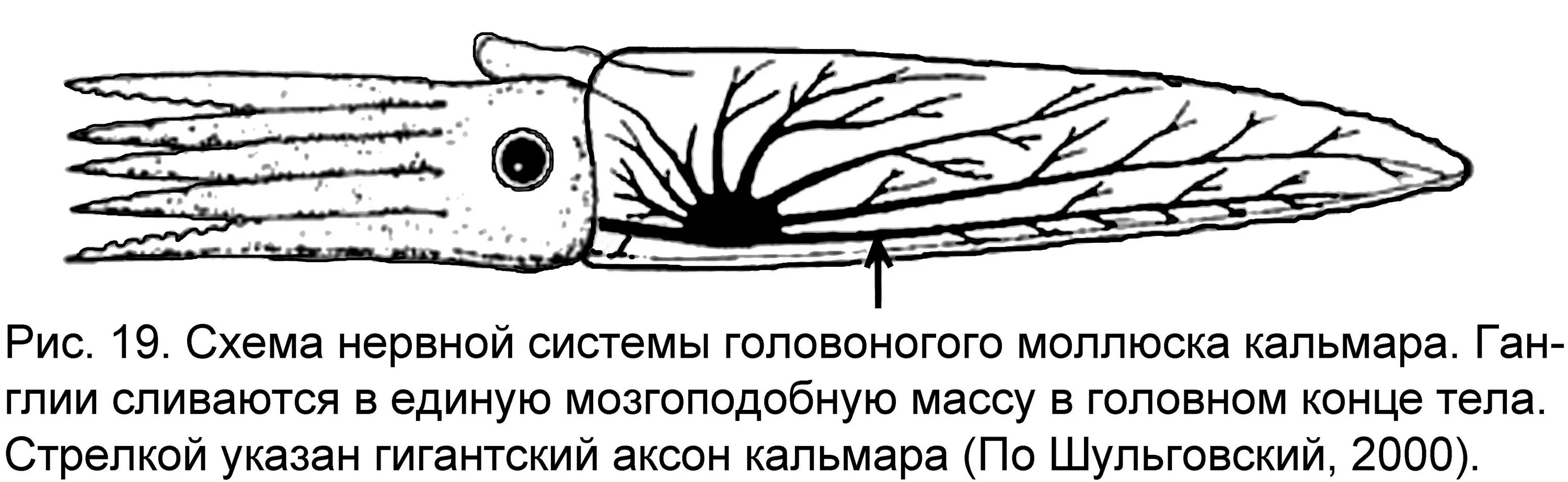 Нервная система и органы чувств головоногих. Нервная система головоногих. гигантский аксон кальмара. гигантский аксон кальмара физиология. нервная система головоногих моллюсков.