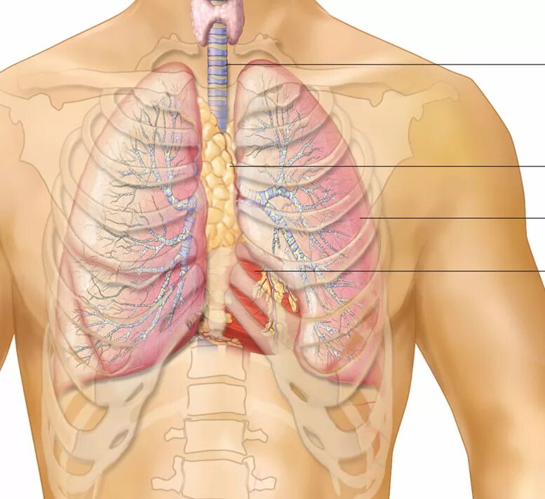 Скелетпоия вилчоковой железы. Вилочковая железа скелетотопия. Местоположение легких