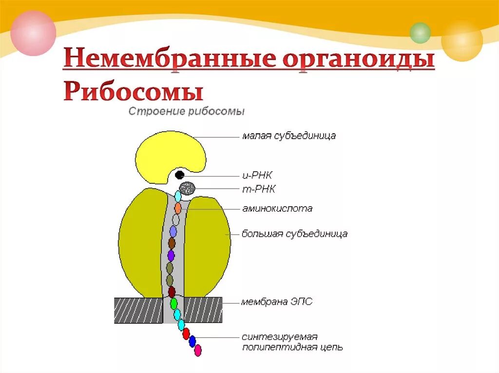 Немембранные органоиды рибосомы строение. Немембранные органоиды рибосомы рисунок. Немембранные органоиды рибосомы строение и функции. Рибосома функция органоида.