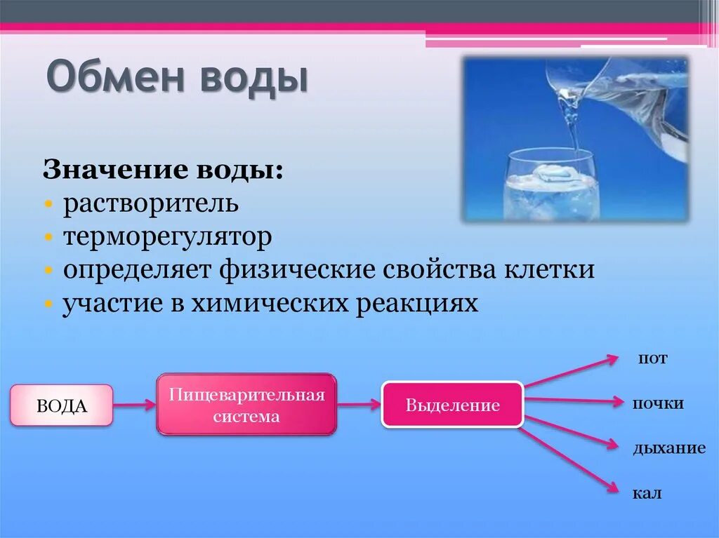 Примеры биологических вод. Обмен воды в организме схема. Обмен воды и Минеральных веществ таблица. Вода и обменные процессы в организме. Обмен Минеральных солей схема.