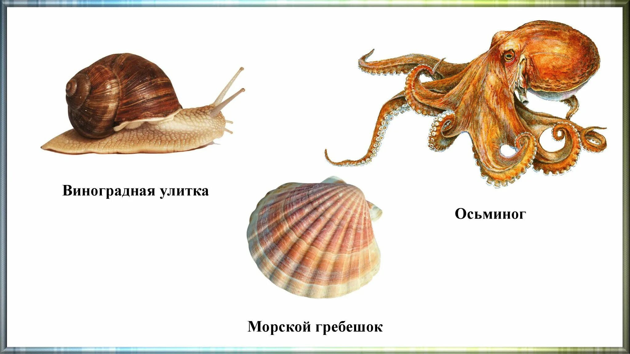 Беспозвоночные моллюски. Моллюски животные представители. Представители типа моллюсков. Беспозвоночные моллюски название.