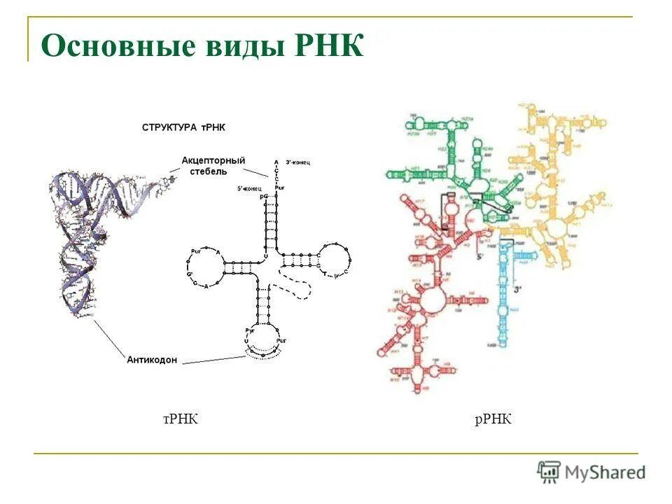 Разные виды рнк. Типы рнк строение. структура и функция трнк, ирнк, ррнк. ррнкпервчиная структура ррнк. структура и функции р рнк.