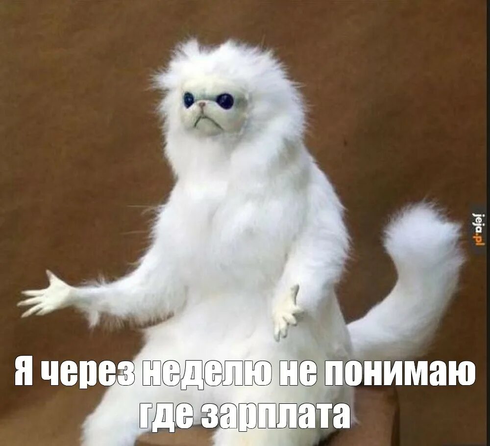 Белые мем. Чучело кота. мем чучело кота. белый зверек мем. белый кот мем.