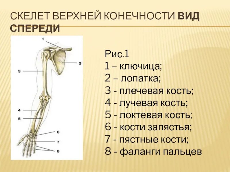 Анатомия верхней конечности. Скелет пояса верхних конечностей. Строение костей верхней конечности анатомия. Скелет верхней конечности плечевая локтевая кость. Скелет руки человека строение.