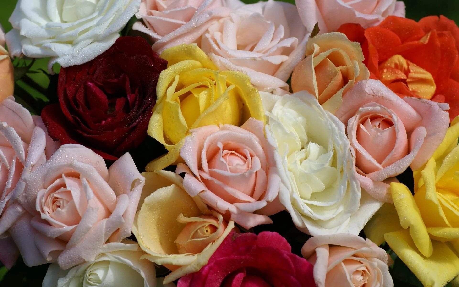 Всех сильных цветов. Красивые цветы розы. Шикарные цветы. Разноцветные розы.