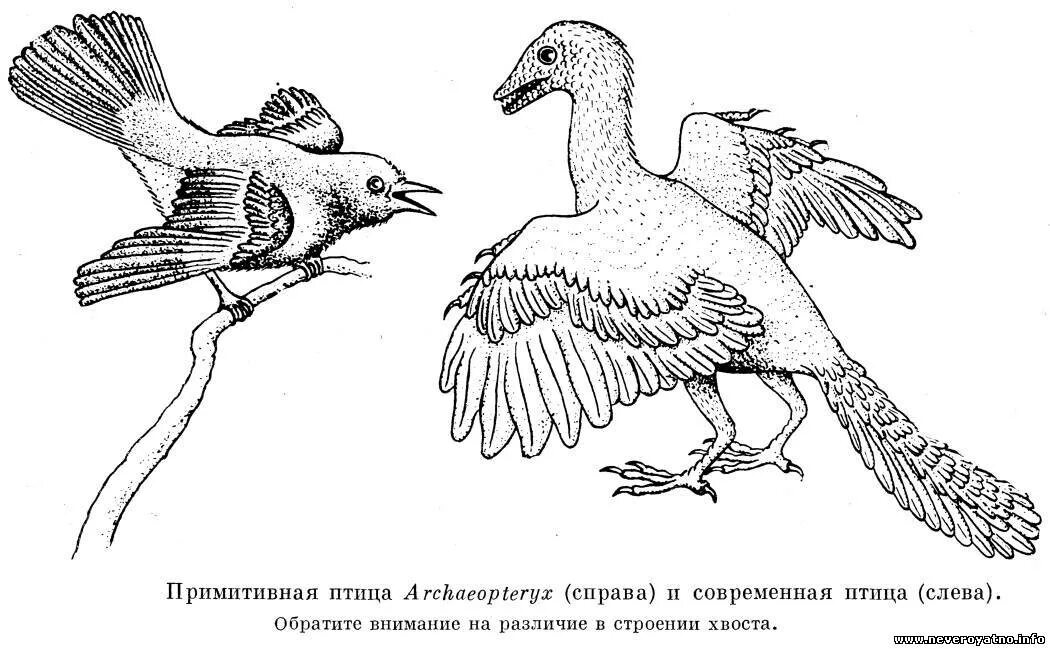 Археоптерикс Эволюция птиц. Древние птицы. Первые птицы. Предки современных птиц. На рисунке изображена реконструкция археоптерикса