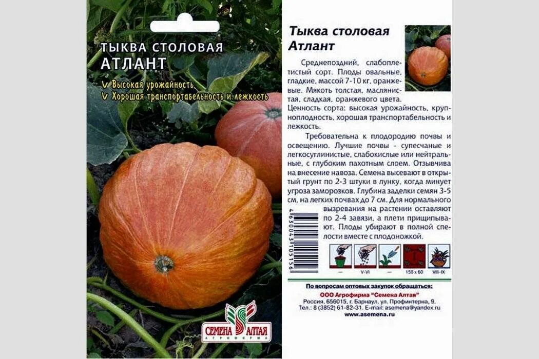 Тыква сорта урожайность. Тыква крупноплодная атлант. крупноплодная мускатная тыква. тыква мускатная кустовая сорта. семена тыква атлант.