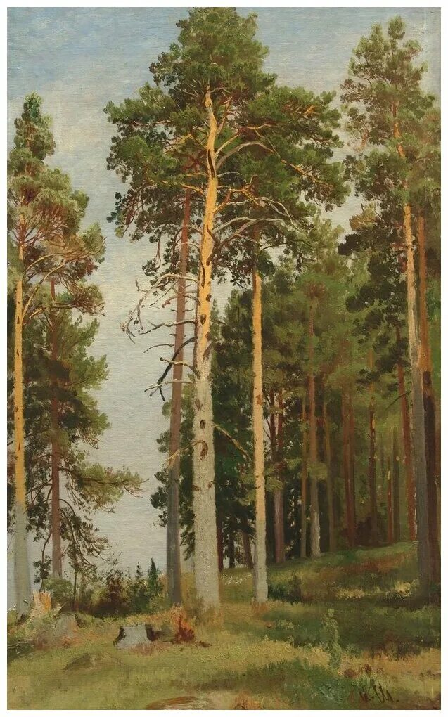 Репродукция что это такое. Шишкин Сосновый лес 1885. Картина Шишкина сосны освещенные солнцем.