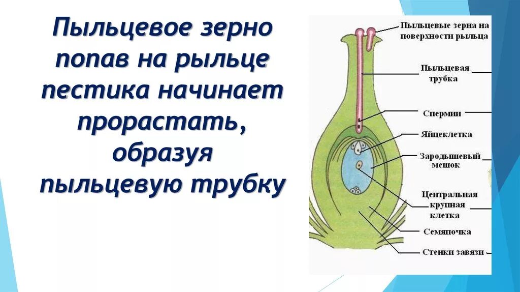 Пыльцевое зерно покрытосеменных. Строение пыльцевого зерна цветковых. Пыльцевая трубка у растений. Пыльцевые зерна на рыльце пестика. Проросшая пыльца