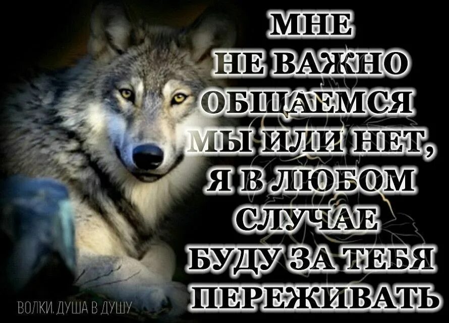 Волк с надписью. Красивые статусы с волками. Волк со смыслом. Душа волка цитаты.