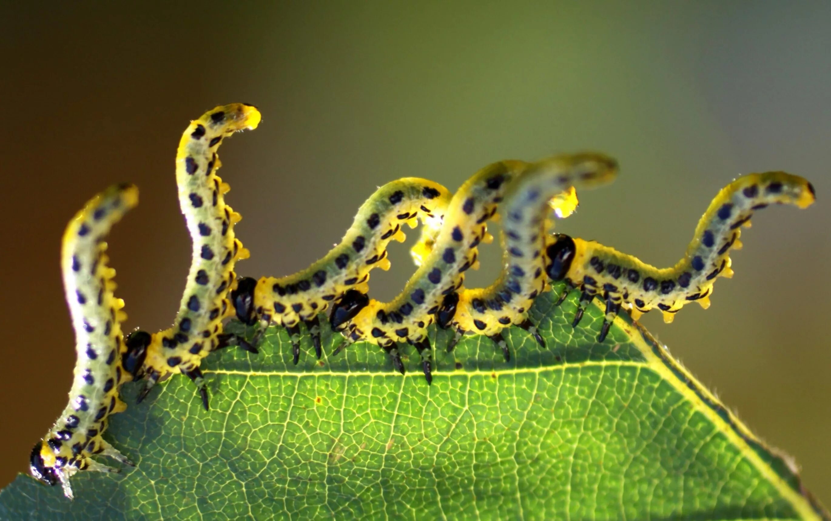 Arctonoe vittata. Беспозвоночные гусеницы. Беспозвоночное животное отряда гусеницы. Беспозвоночное животное типа гусеницы. Образ жизни беспозвоночных