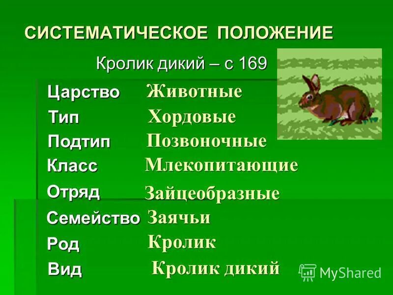 Систематика царство животные схема. Систематическое положение животных. 5 систематических положений животных. Систематическое положение человека. 5 систематических положений животных.