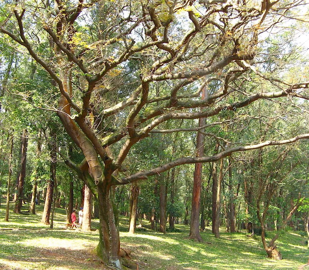 Какое дерево в сан пауле. Copaifera langsdorffii. Копаифера дерево. Дизельное дерево копаифера. Copaifera officinalis.