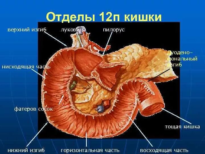 12 Перстная кишка Фатеров сосочек. Большой сосочек 12 перстной кишки анатомия. Отделы двенадцатиперстной кишки анатомия. Двенадцатиперстная кишка анатомия строение. 12 п кишка