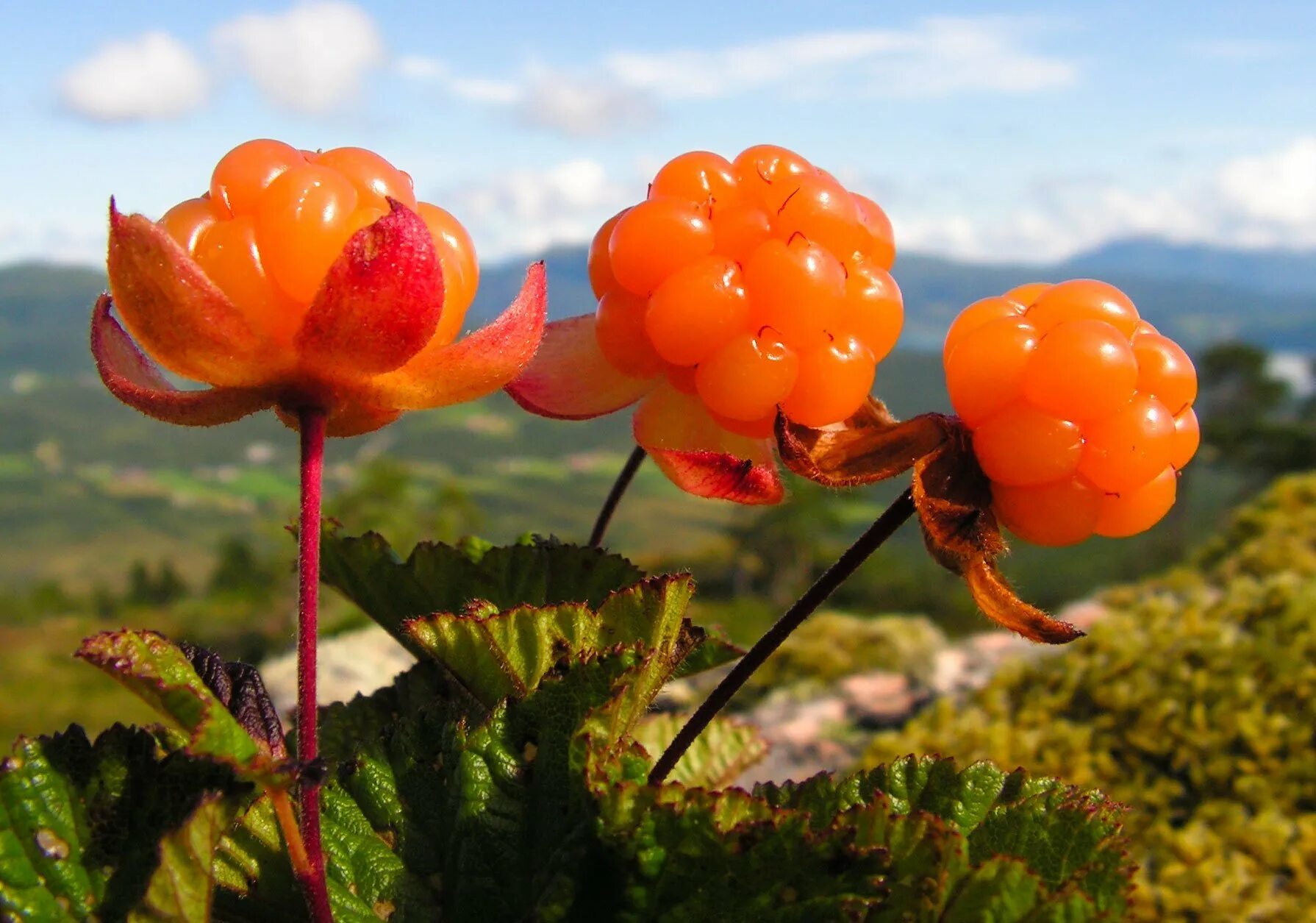 Северная ягода Морошка. Царская ягода Морошка. Морошка (Rubus chamaemorus). Морошка приземистая (Rubus chamaemorus),.
