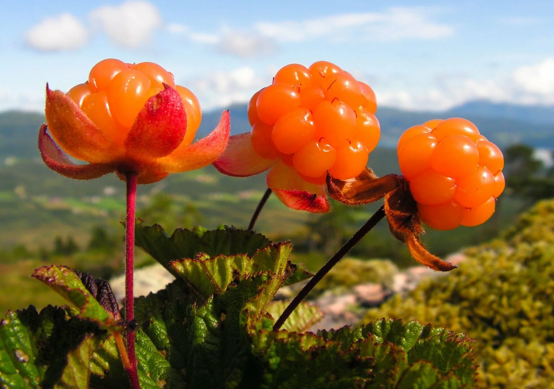 Северная ягода Морошка. Царская ягода Морошка. Морошка приземистая (Rubus chamaemorus),. Морошка Кольский полуостров.