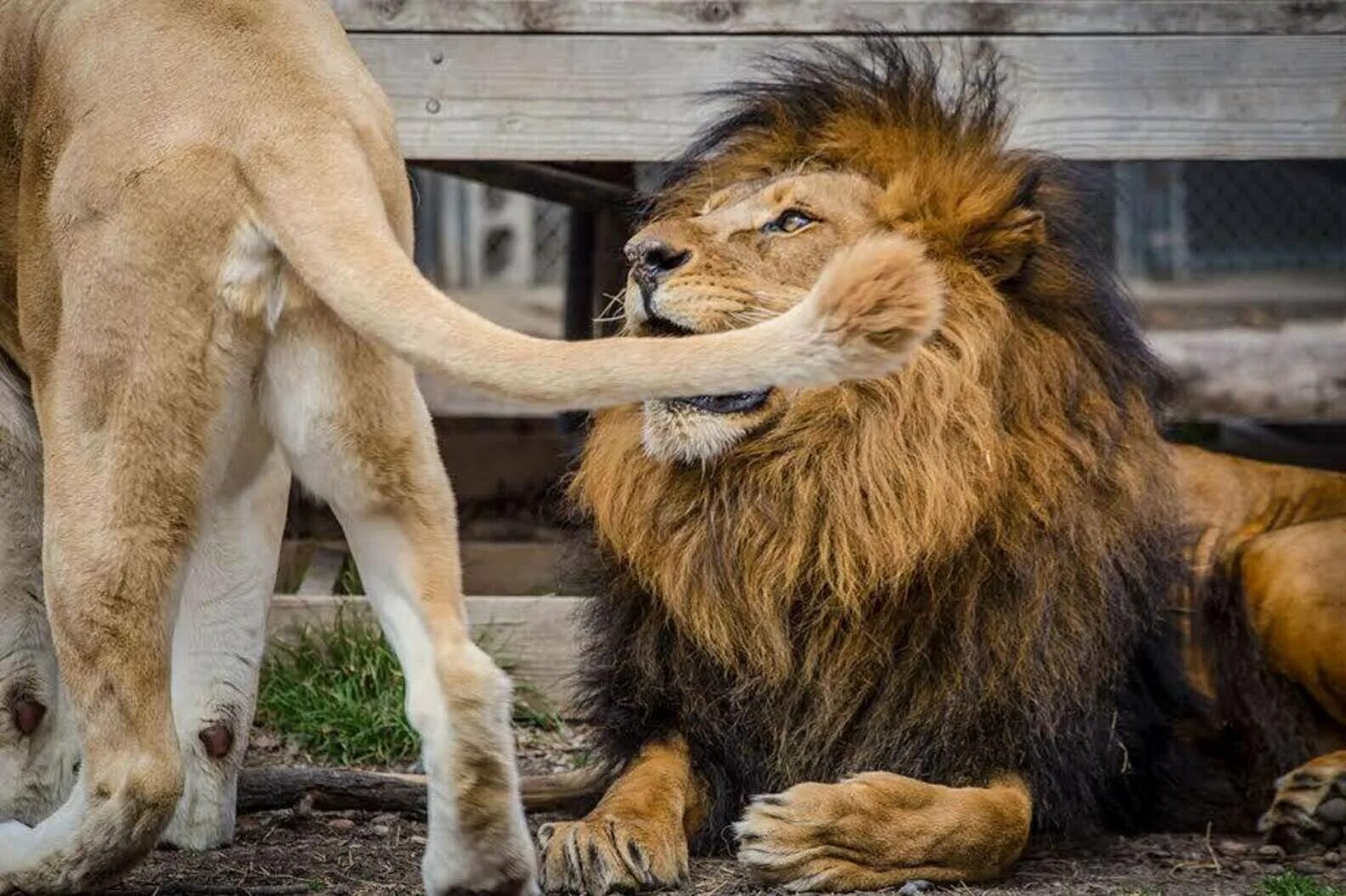 Какой физической особенностью обладал лев. Покажи Льва. Лев любит львицу. Хвост Льва. Хвост львицы.