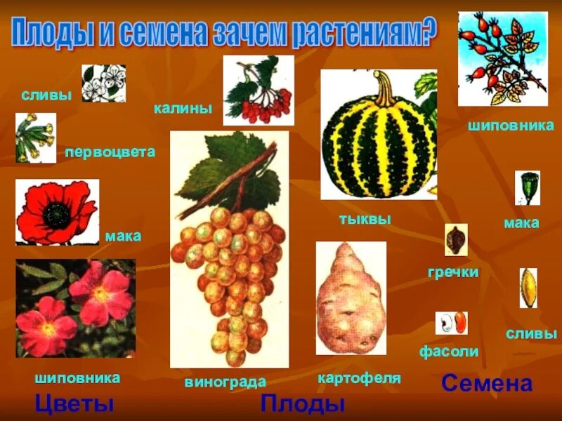 Выберите растения семена которых используют. Плоды растений. Названия плодов растений. Плоды и семена растений. Плоды растений названия.