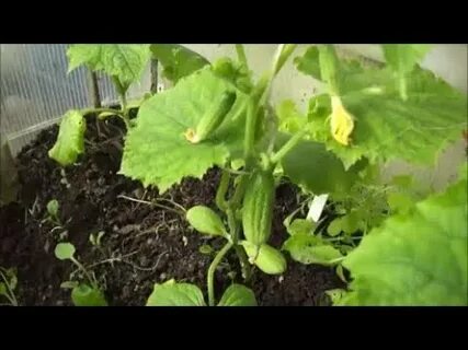 Рассада кабачки помидоры