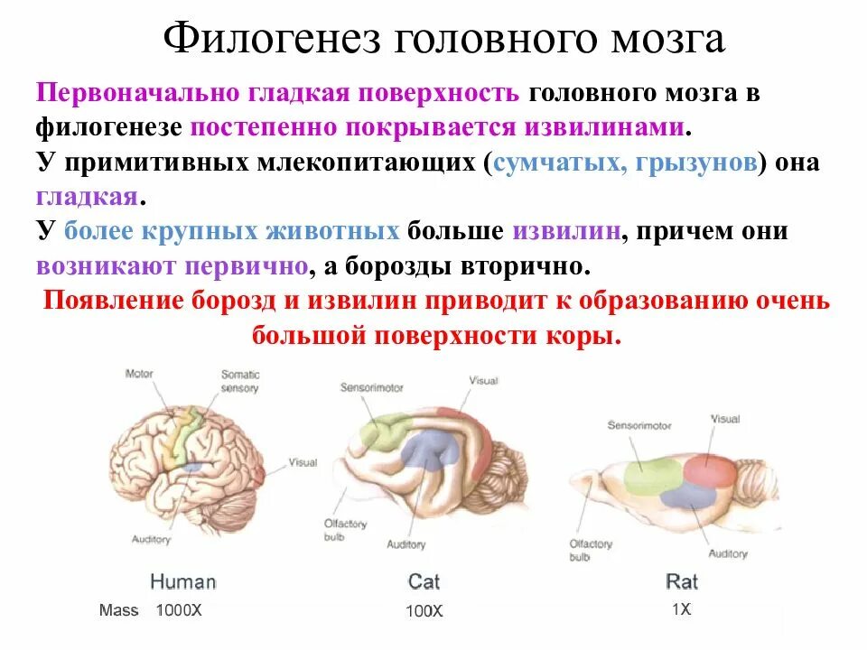 Развитие коры головного мозга в филогенезе. Отделы головного мозга хордовых. Филогенез животных головного мозга. Стадии развития головного мозга человека анатомия. Направления эволюции головного мозга