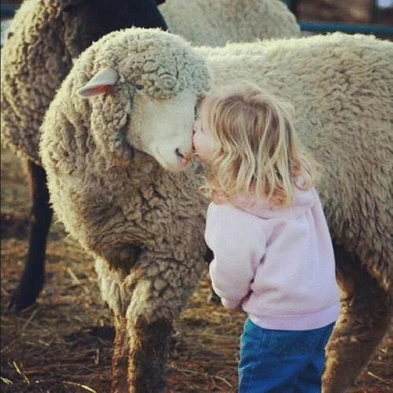Люди ягнята. Красивая овца. Овца с ягненком. Овца для детей. Домашние животные и человек.