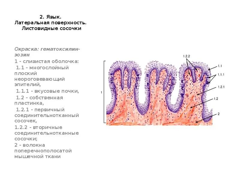 Люнд слизистой оболочки. Листовидные сосочки гистология строение. Листовидные сосочки языка вкусовые почки гистология. Вкусовые почки листовидных сосочков языка гистология препарат. Листовидный сосочек языка гистология рисунок.