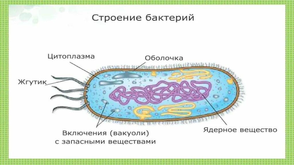 Строение бактериальной клетки. Модель бактериальной клетки 5 класс биология рисунок. Части бактериальной клетки 5 класс. Строение бактериальной клетки рисунок. Особенности клетки бактерии 5 класс