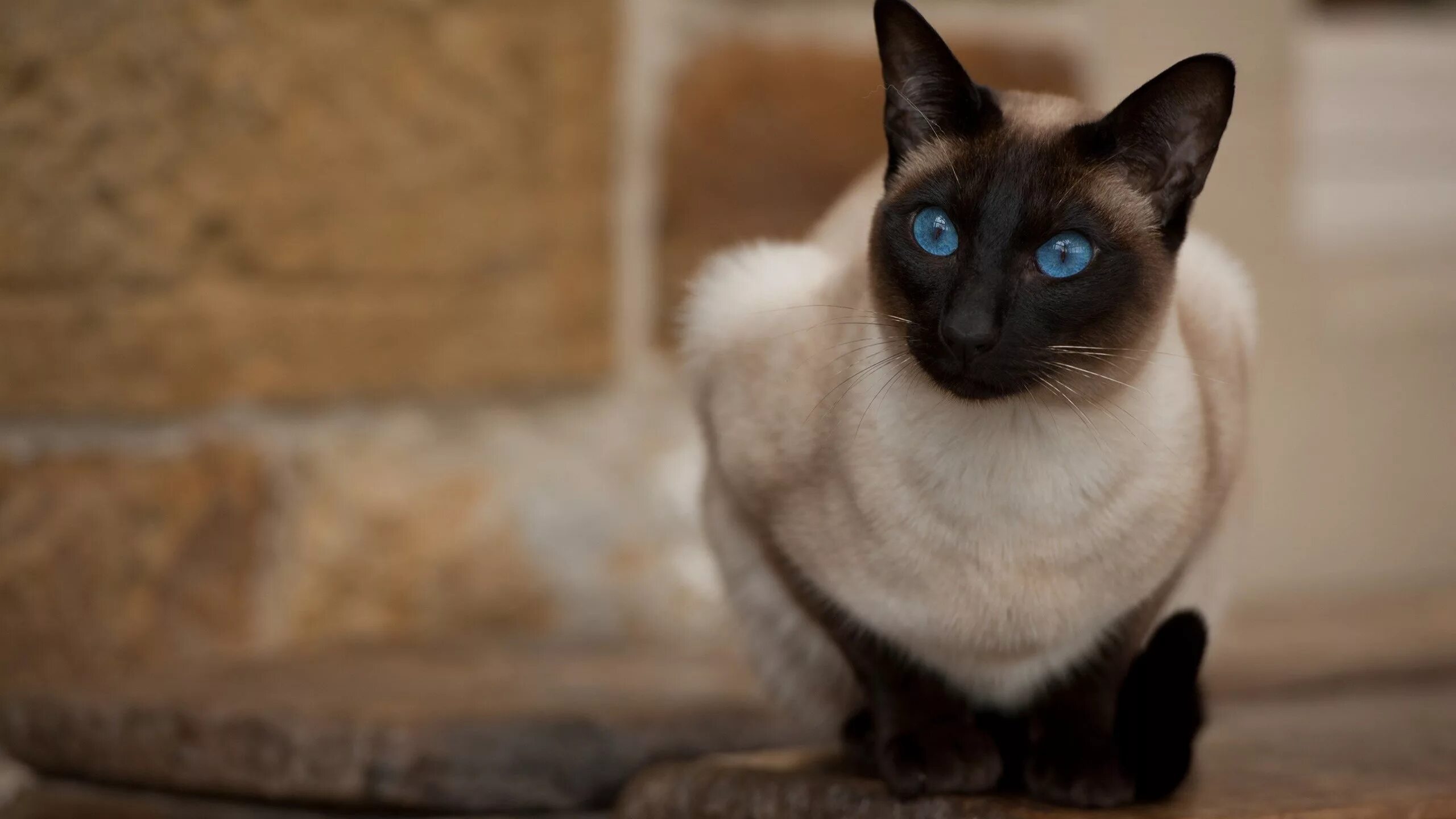 Сиамская кошка. Сиамская и тайская кошка. Тайская и Бурманская кошка. Сиамская кошка гладкошерстная. Цвет сиамских кошек