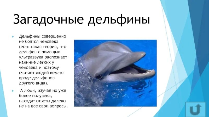 Дельфины описание для детей. Дельфины презентация. Сообщение о дельфине. Маленькое сообщение о дельфине. Впр текст про дельфинов