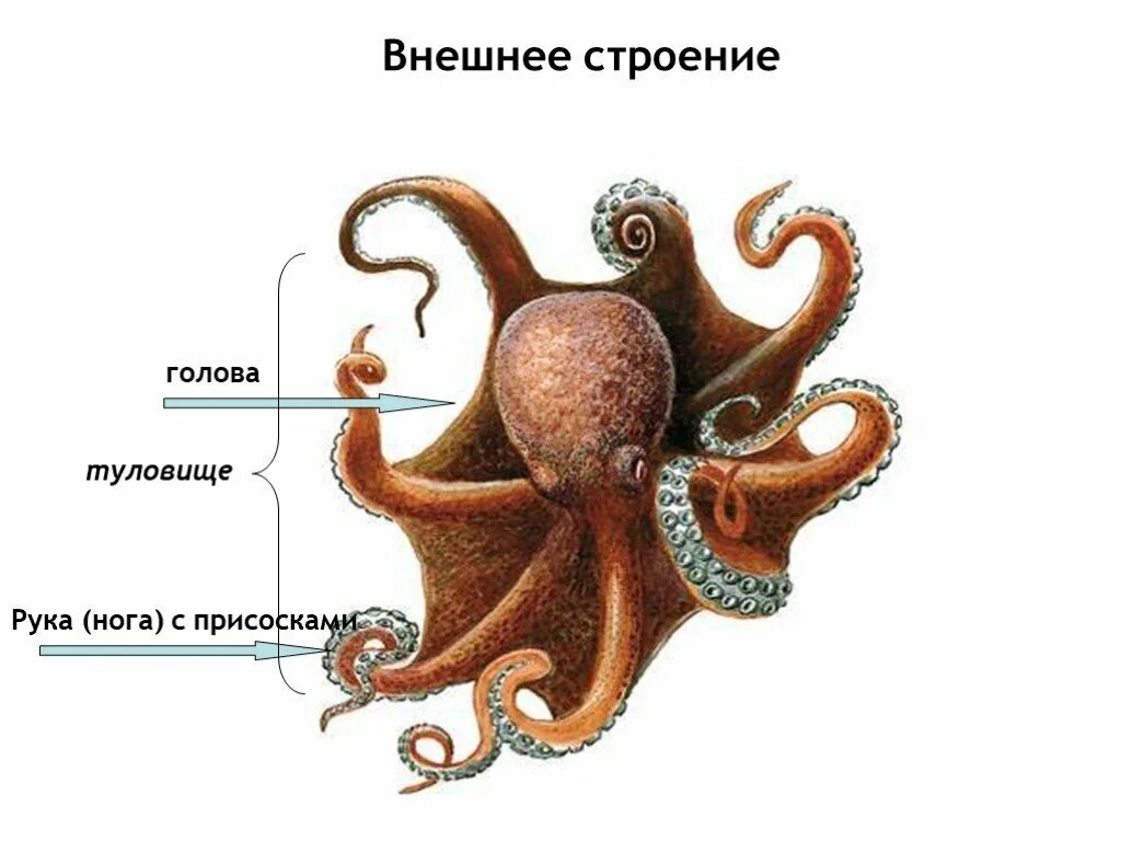 Головоногие моллюски внешнее строение. Внешнее строение головоногих. Строение головоногих моллюсков голова туловище. Класс головоногие моллюски внутреннее строение.