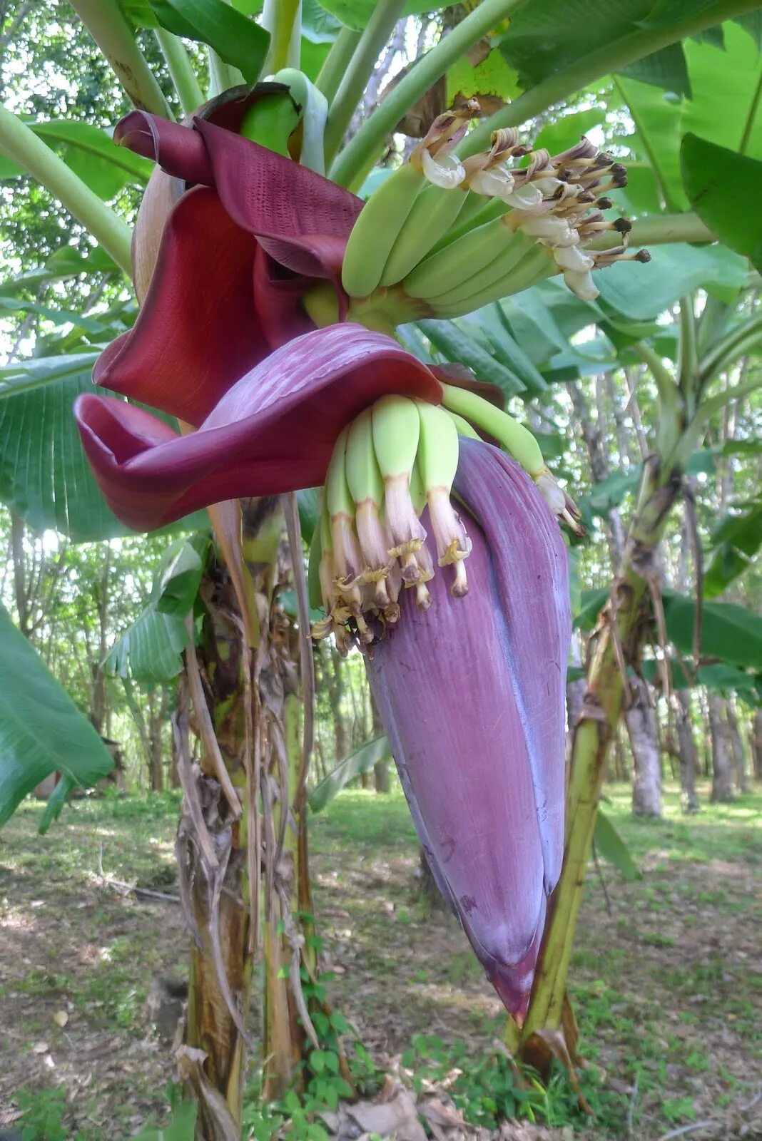 Бутон банана. Соцветие банана. Банановая Пальма цветение. Банановое дерево Тайланд. Как цветет банан