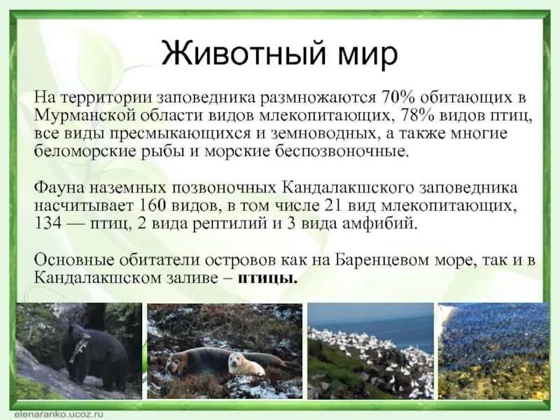 Заповедник слайд. Особо охраняемые природные территории. Охраняемые территории заказники заповедники национальные парки. Что охраняется в заповедниках. Природа мурманской области презентация.