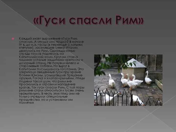 Этот город спасли гуси. Этот город спасли гуси