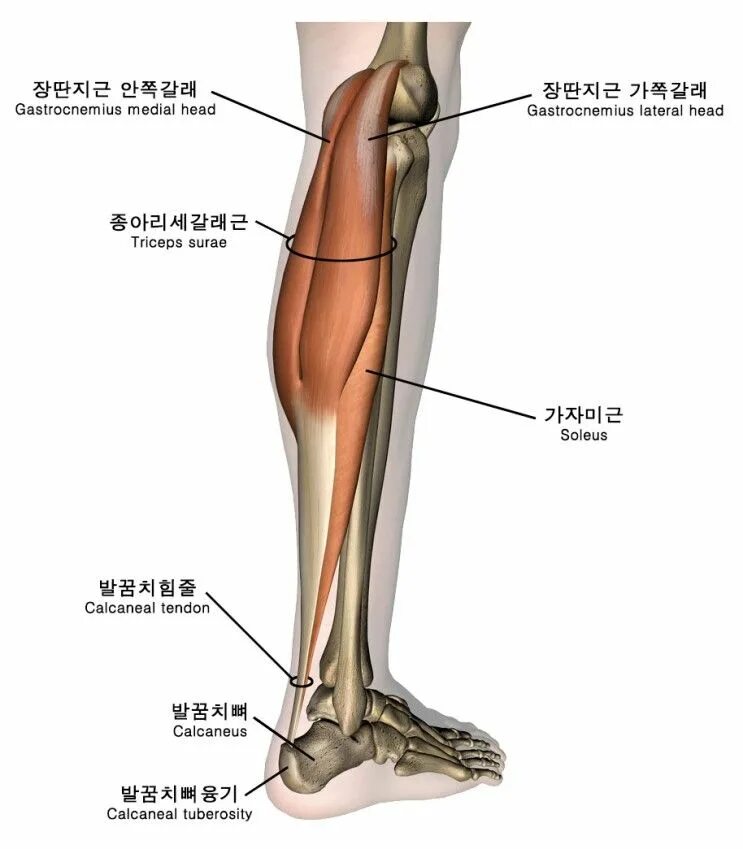 N suralis. Triceps surae мышца. Трехглавая мышца голени - musculus Triceps surae. M gastrocnemius иннервация. Triceps surae латынь.