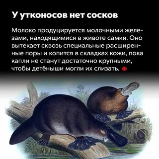 Нет сосков