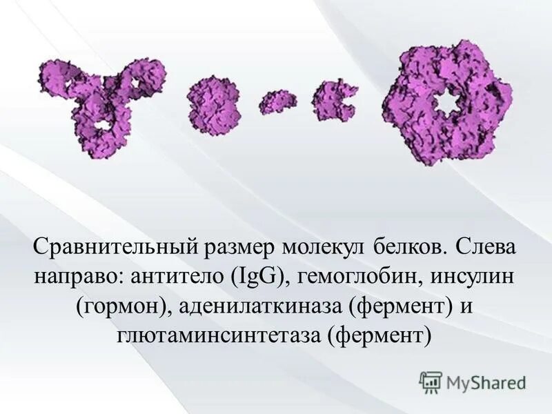 Инсулин гемоглобин энзим. Размеры белковых молекул. Размеры белковых молекул. Классификация белковых молекул. Формы молекул белка.