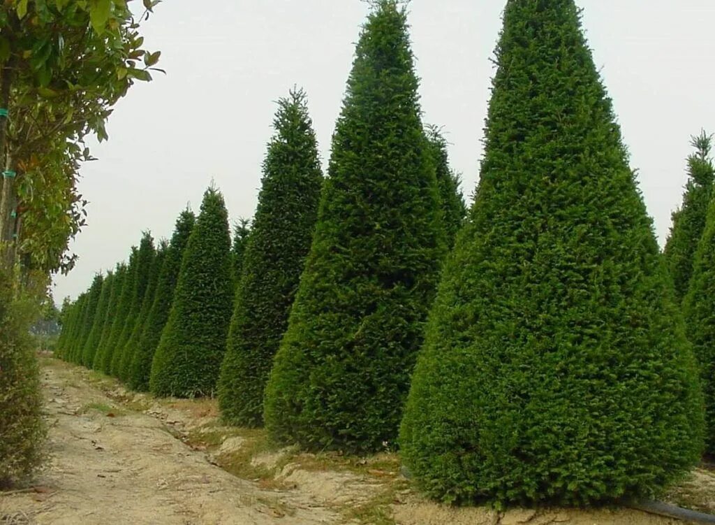 Хвойные каталог. Кипарис Cupressus sempervirens. Кипарис вечнозеленый пирамидальный. Аполлон и Кипарис. Кипарис Аполлон вечнозеленый.