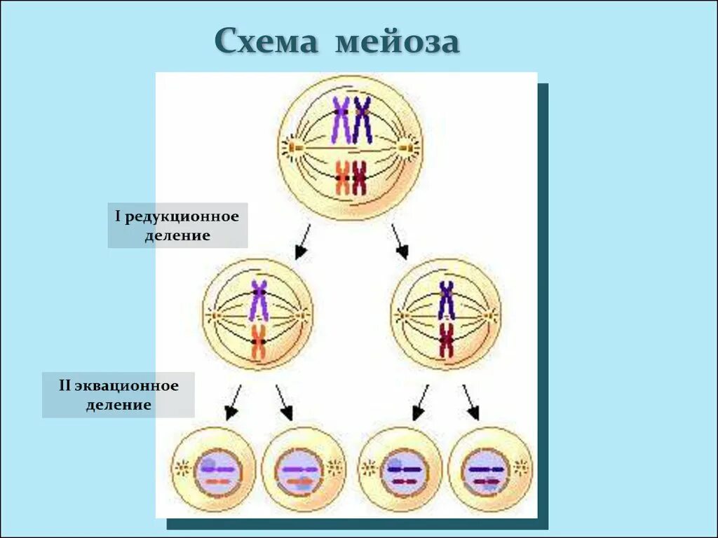 Фазы мейоза 1. Деление клетки мейоз схема. Деление клетки мейоз 1 фазы. Упрощённая схема мейоза. Установите последовательность стадий мейоза