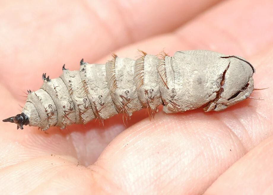 Где находятся личинки. Куколки двукрылых. Diptera личинки.