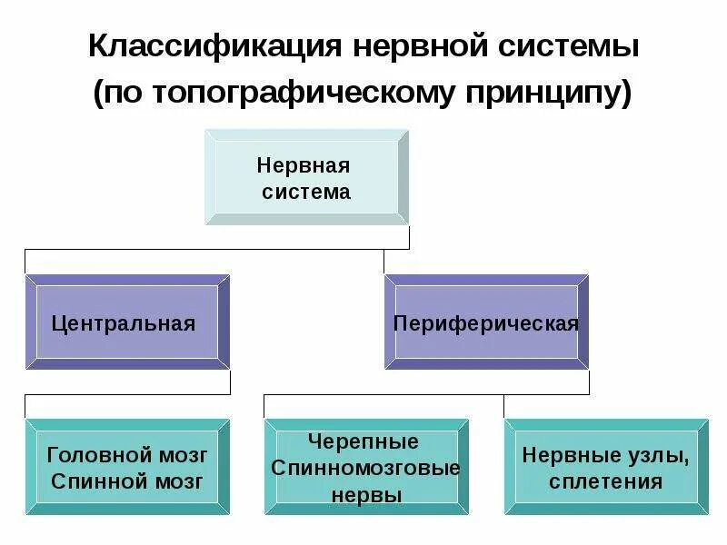 По каким принципам классифицируют отделы нервной. Классификация нервной системы по функциональному признаку. Нервная система по топографическому принципу. Отделы нервной системы по топографическому признаку. Классификация нервной системы по топографическому принципу.