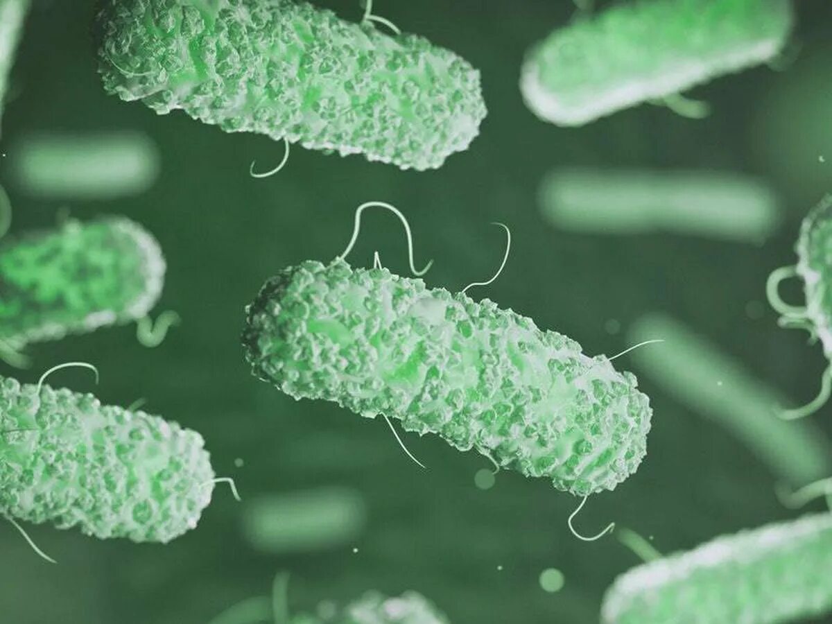 Бактерии на мухе. Бактериа бэкрумс. Зеленые бактерии. Бактерии и вирусы под микроскопом. Бактерии воздуха под микроскопом.