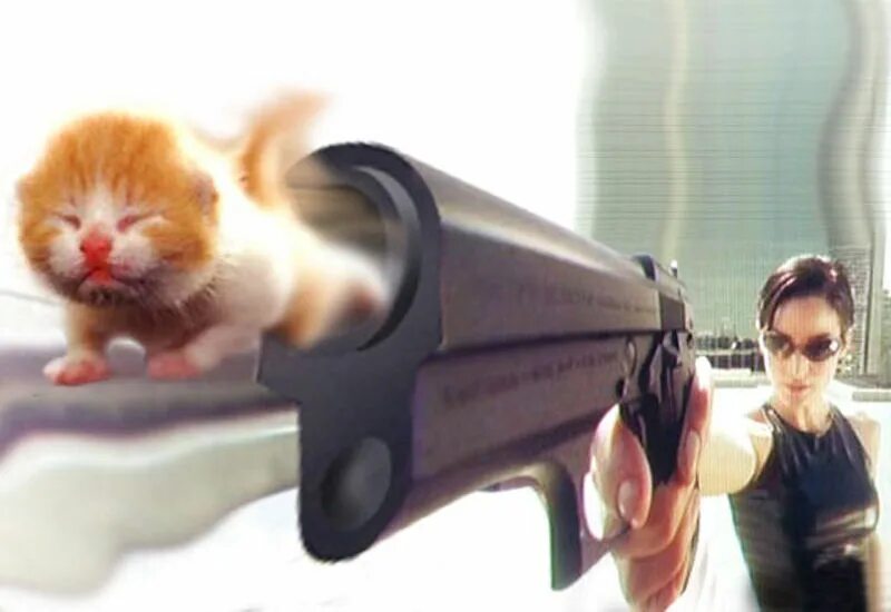 Кот грозит. Кот с пистолетом. Котенок с пистолетом. Коты с оружием. Кот с пушкой.