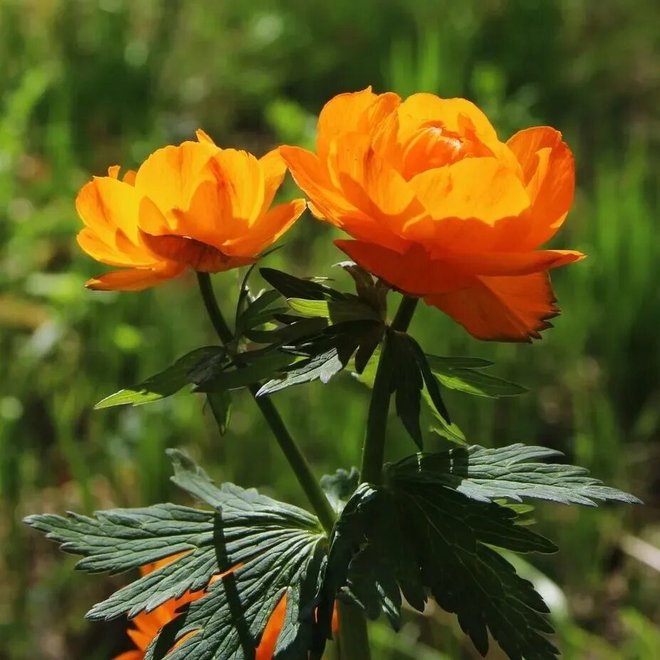 Купальница азиатская Trollius asiaticus. Купальница Сибирская. Купальница Байкальская. Купальница азиатская (огонек азиатский).