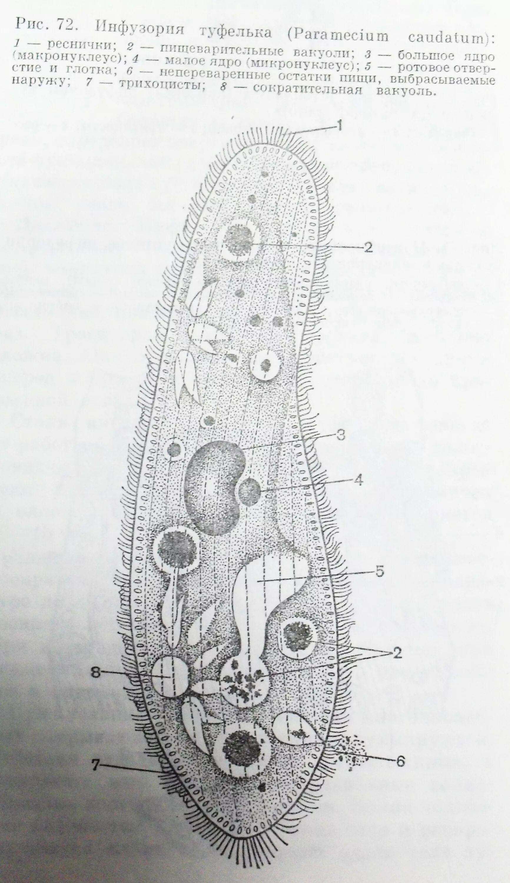 Инфузория туфелька структура. Инфузория туфелька 7 класс биология. Строение инфузории туфельки 7 класс. Инфузория туфелька строение.